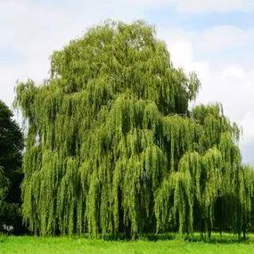 Willow Weeping (Salix sepulcralis 'Chrysocoma') 1